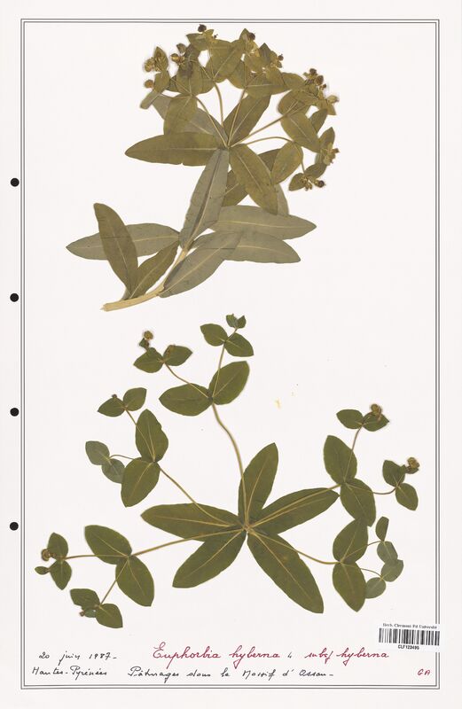 Euphorbia hyberna  (Euphorbiaceae)