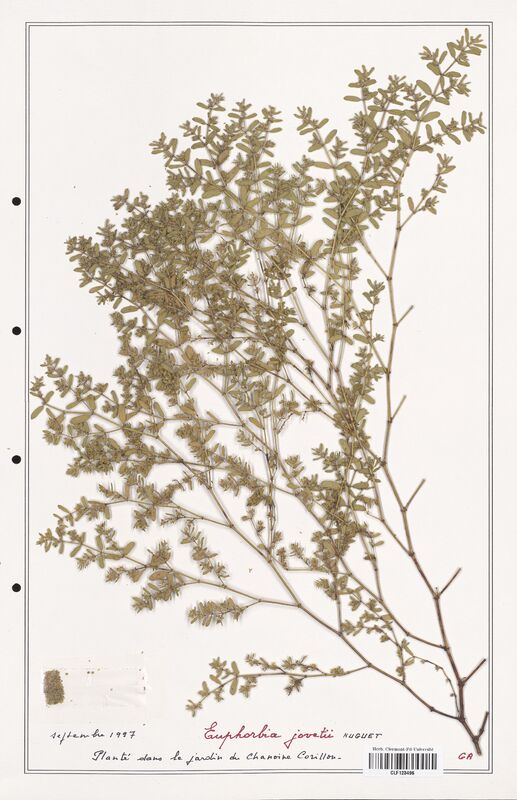 Euphorbia jovetii  (Euphorbiaceae)