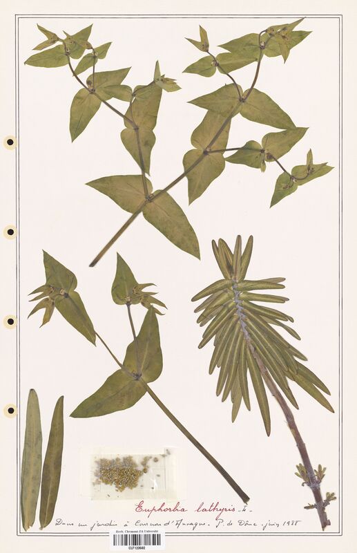 Euphorbia lathyris  (Euphorbiaceae)