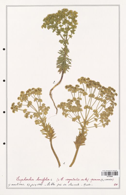 Euphorbia linifolia  (Euphorbiaceae)