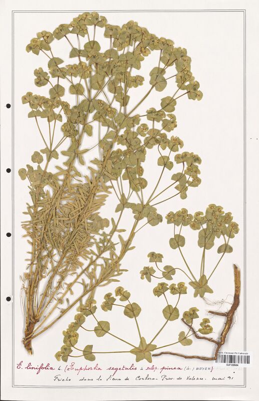 Euphorbia linifolia  (Euphorbiaceae)