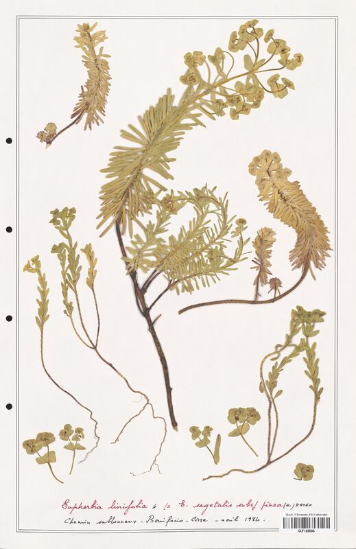 Euphorbia linifolia  (Euphorbiaceae)