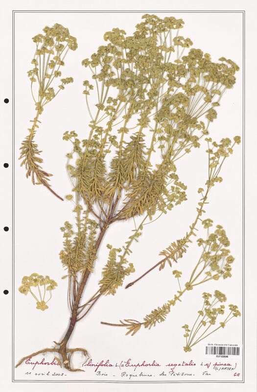 Euphorbia linifolia  (Euphorbiaceae)