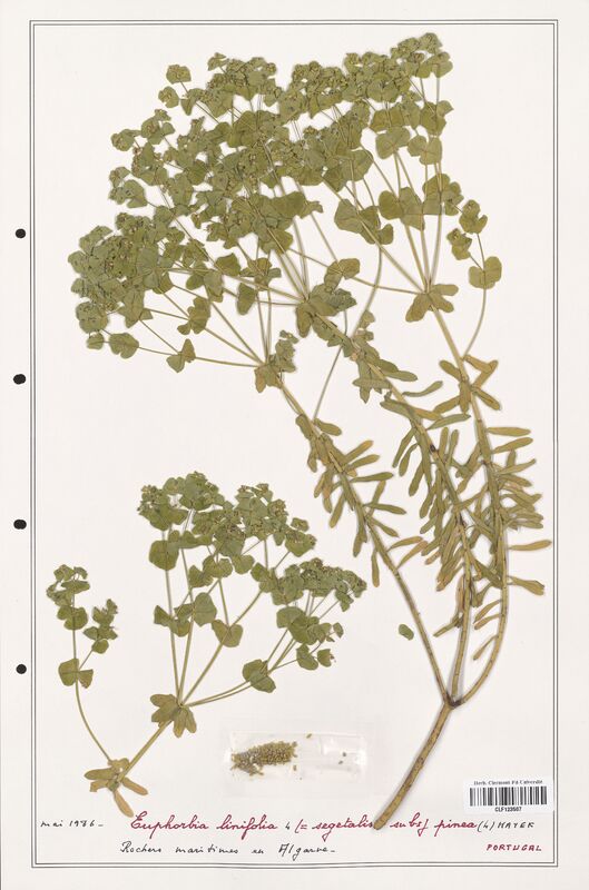 Euphorbia linifolia  (Euphorbiaceae)