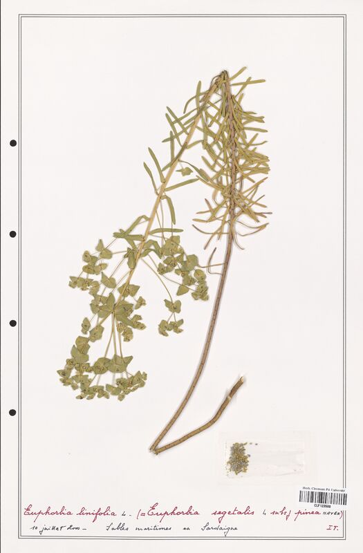 Euphorbia linifolia  (Euphorbiaceae)