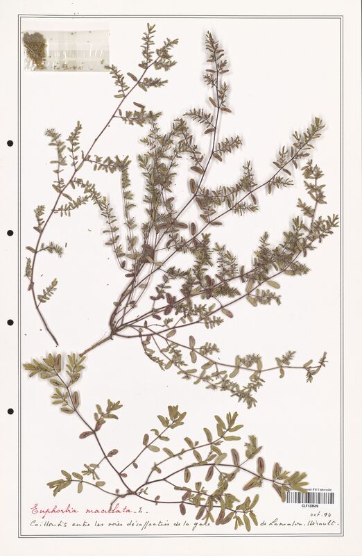 Euphorbia maculata  (Euphorbiaceae)