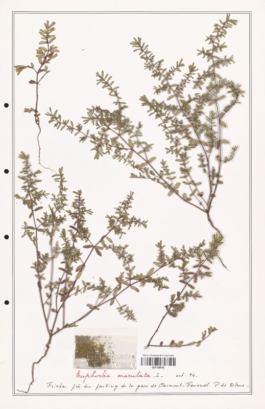 Euphorbia maculata  (Euphorbiaceae)