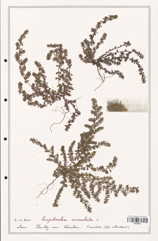 Euphorbia maculata  (Euphorbiaceae)