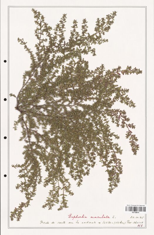 Euphorbia maculata  (Euphorbiaceae)