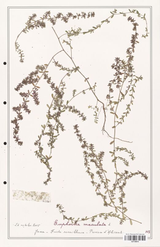 Euphorbia maculata  (Euphorbiaceae)