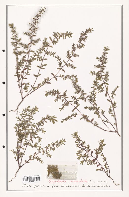 Euphorbia maculata  (Euphorbiaceae)