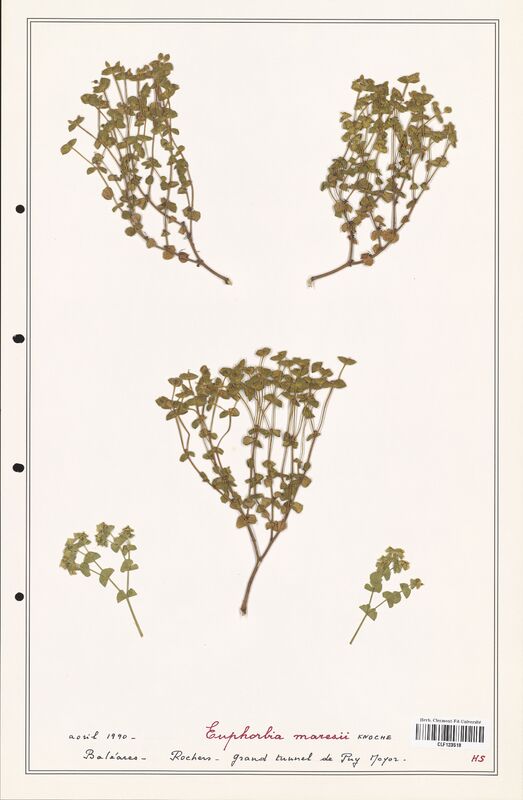 Euphorbia maresii  (Euphorbiaceae)