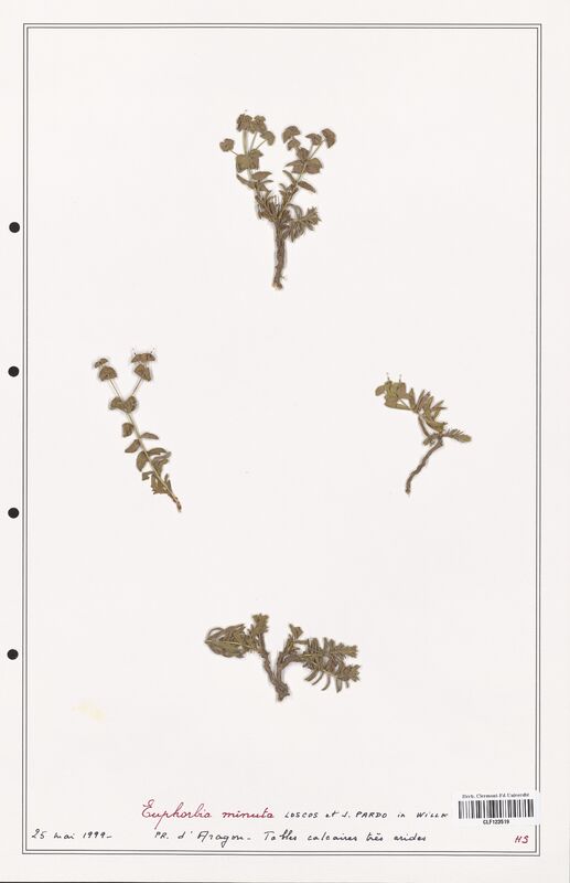 Euphorbia minuta  (Euphorbiaceae)