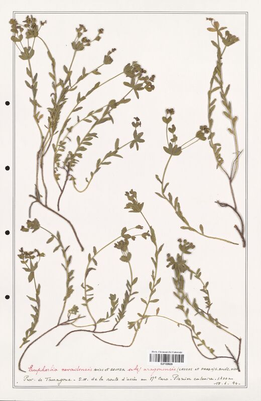 Euphorbia nevadensis  (Euphorbiaceae)