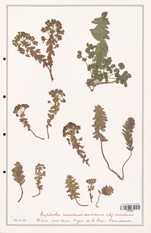 Euphorbia nevadensis  (Euphorbiaceae)