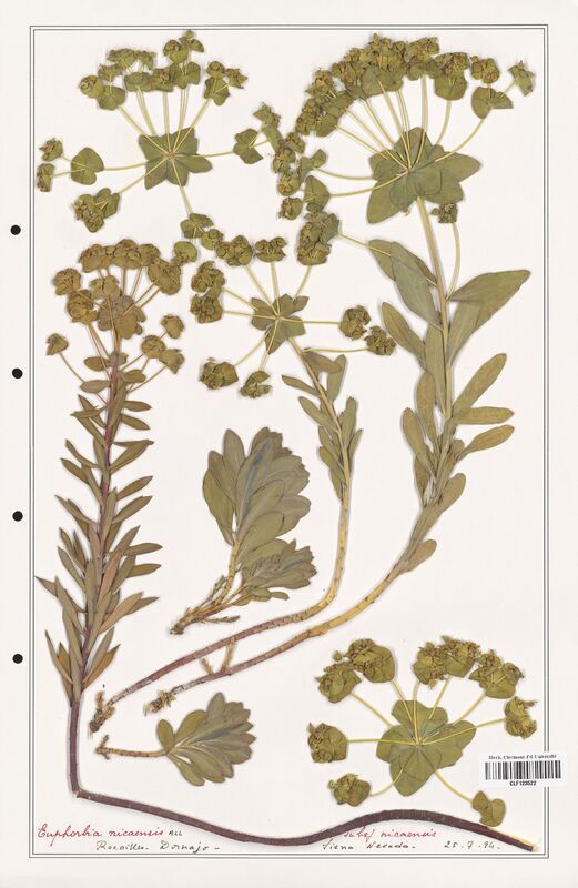 Euphorbia nicaensis  (Euphorbiaceae)