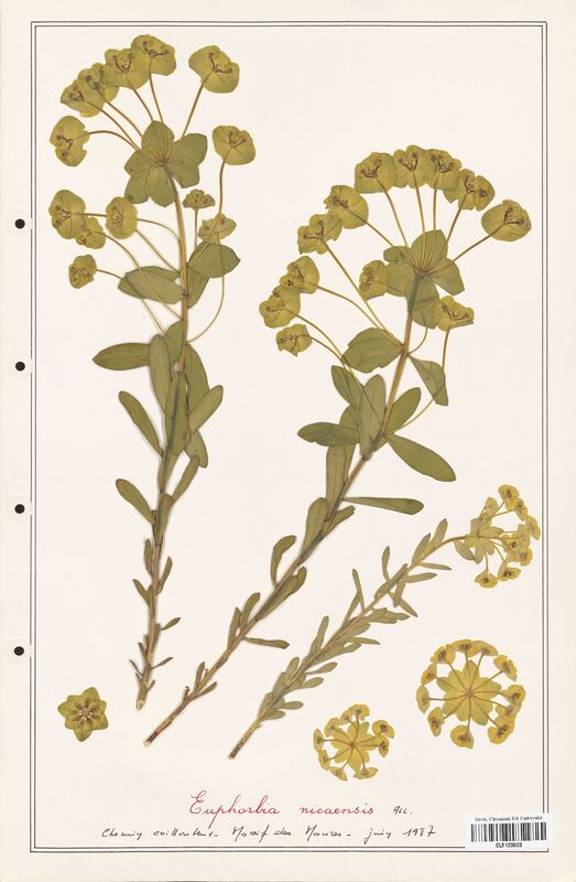 Euphorbia nicaensis  (Euphorbiaceae)