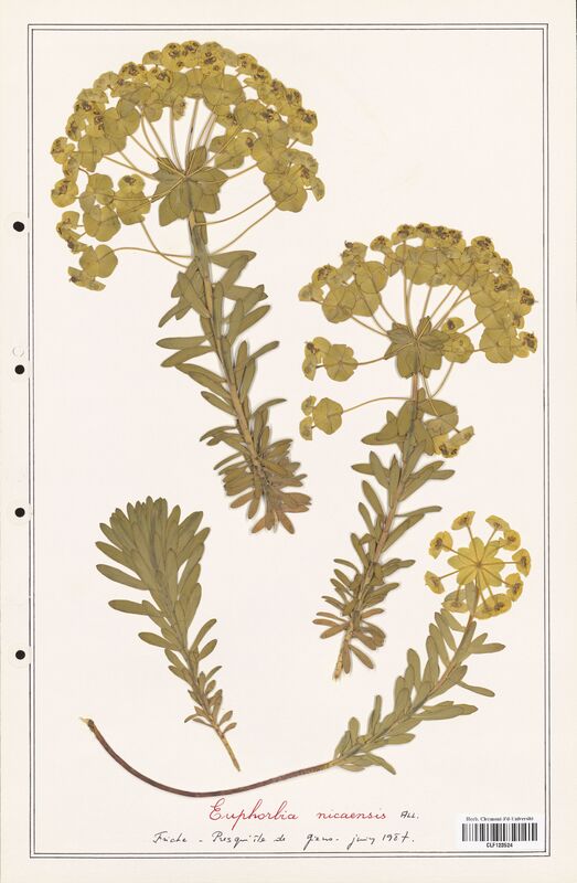 Euphorbia nicaensis  (Euphorbiaceae)