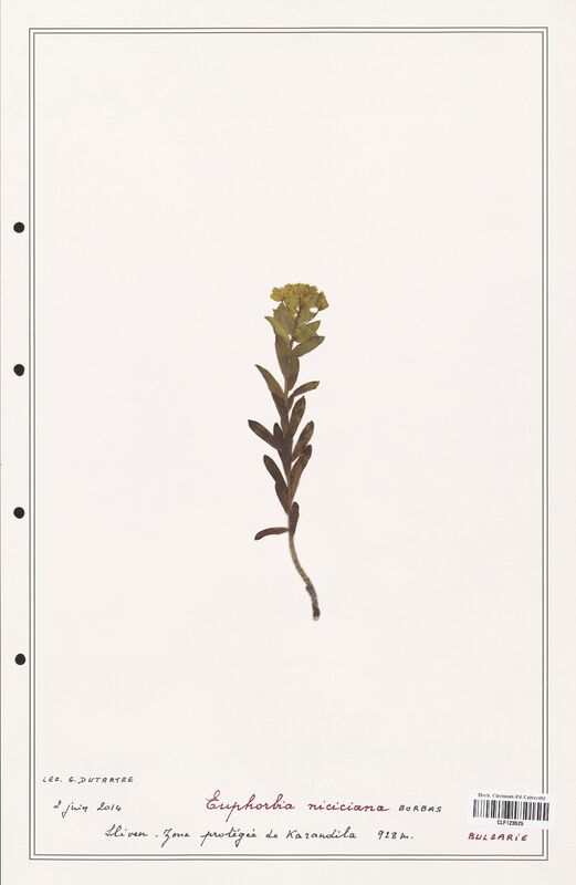 Euphorbia niciciana  (Euphorbiaceae)