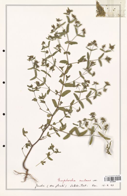 Euphorbia nutans  (Euphorbiaceae)