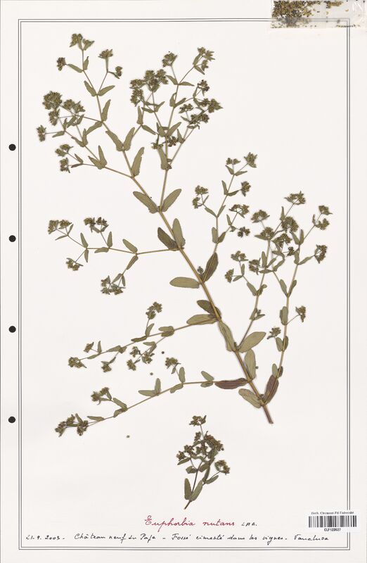 Euphorbia nutans  (Euphorbiaceae)