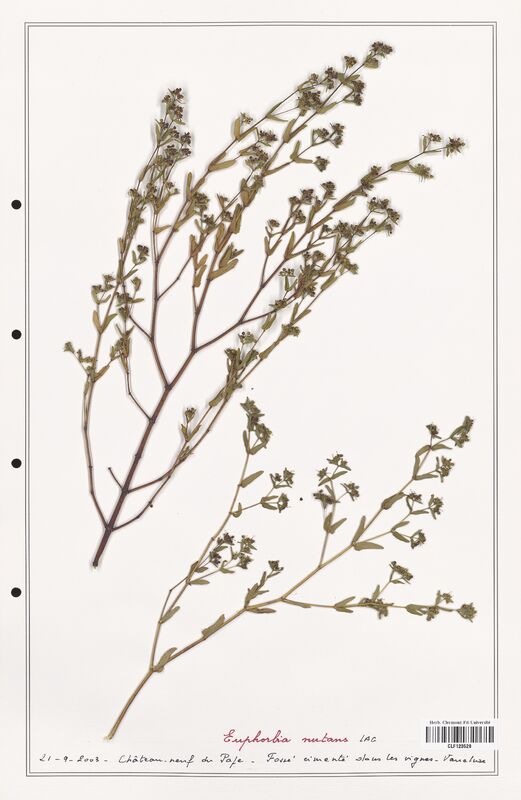 Euphorbia nutans  (Euphorbiaceae)