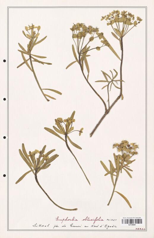 Euphorbia obtusifolia  (Euphorbiaceae)