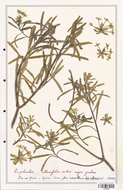 Euphorbia obtusifolia  (Euphorbiaceae)