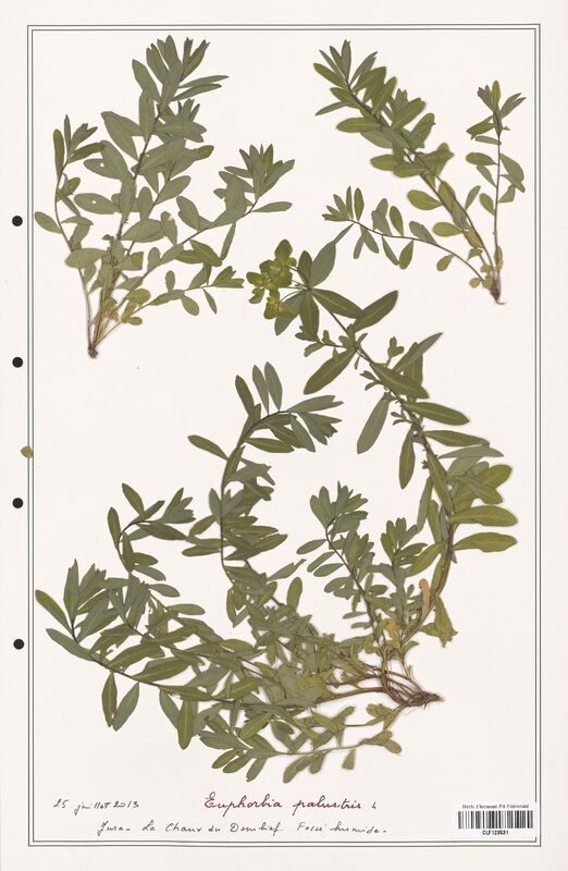 Euphorbia palustris  (Euphorbiaceae)