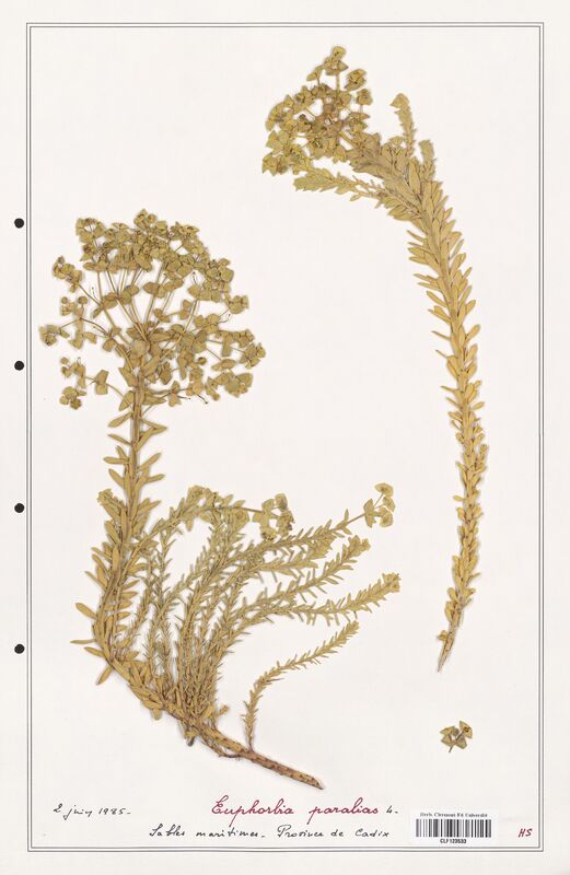 Euphorbia paralias  (Euphorbiaceae)