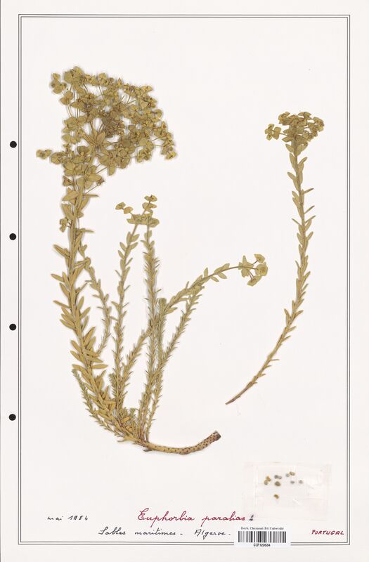 Euphorbia paralias  (Euphorbiaceae)