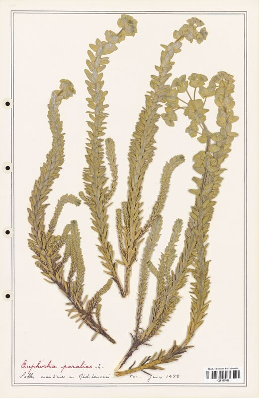 Euphorbia paralias  (Euphorbiaceae)