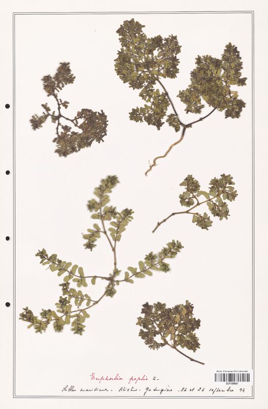 Euphorbia peplis  (Euphorbiaceae)