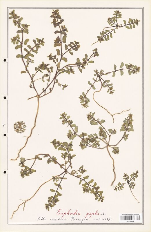 Euphorbia peplis  (Euphorbiaceae)