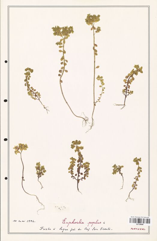 Euphorbia peplus  (Euphorbiaceae)