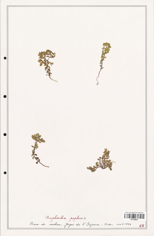 Euphorbia peplus  (Euphorbiaceae)