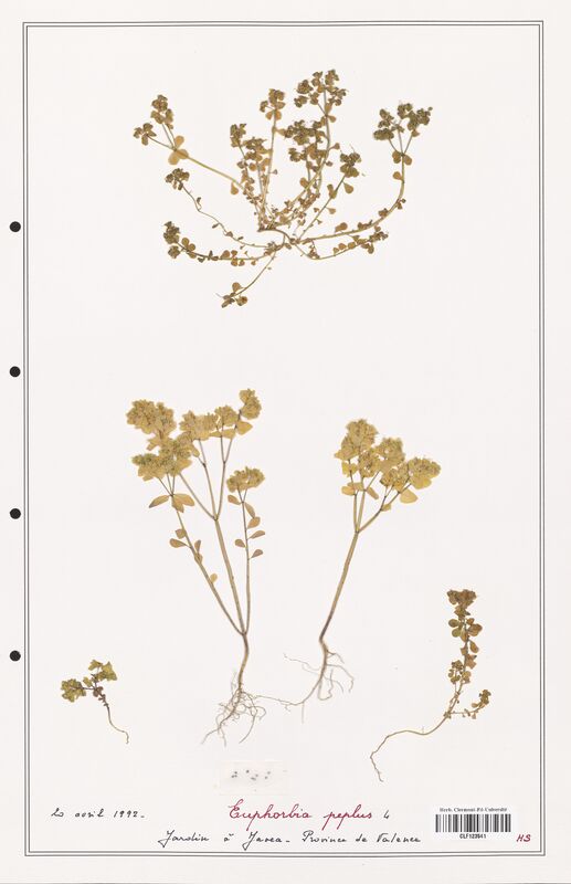 Euphorbia peplus  (Euphorbiaceae)