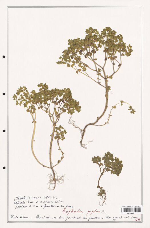 Euphorbia peplus  (Euphorbiaceae)