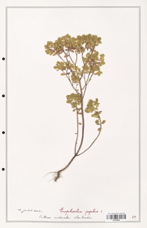 Euphorbia peplus  (Euphorbiaceae)