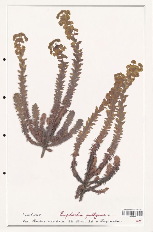 Euphorbia pithyusa  (Euphorbiaceae)