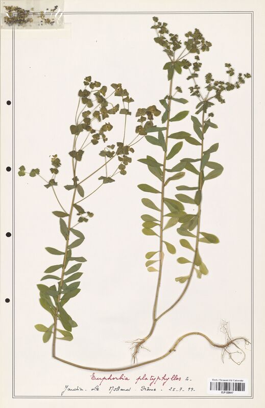 Euphorbia platyphyllos  (Euphorbiaceae)