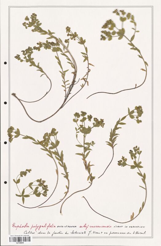 Euphorbia polygalifolia  (Euphorbiaceae)