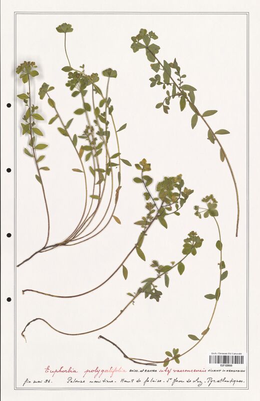 Euphorbia polygalifolia  (Euphorbiaceae)