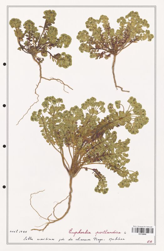 Euphorbia portlandica  (Euphorbiaceae)