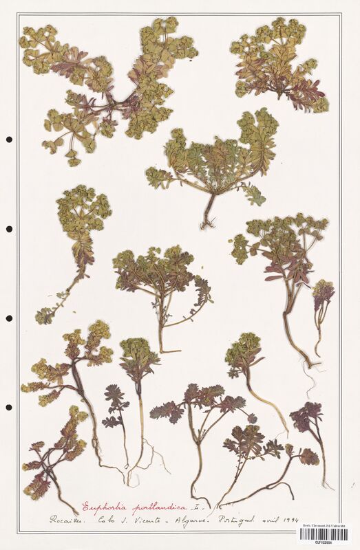 Euphorbia portlandica  (Euphorbiaceae)