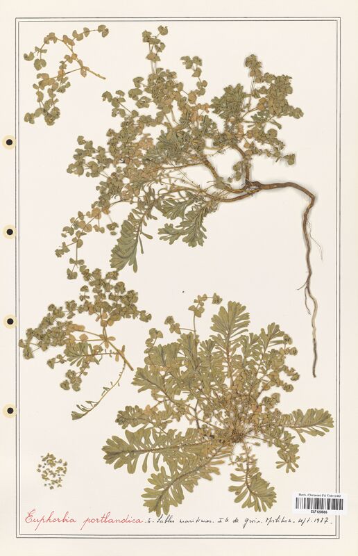 Euphorbia portlandica  (Euphorbiaceae)