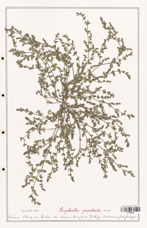 Euphorbia prostrata  (Euphorbiaceae)