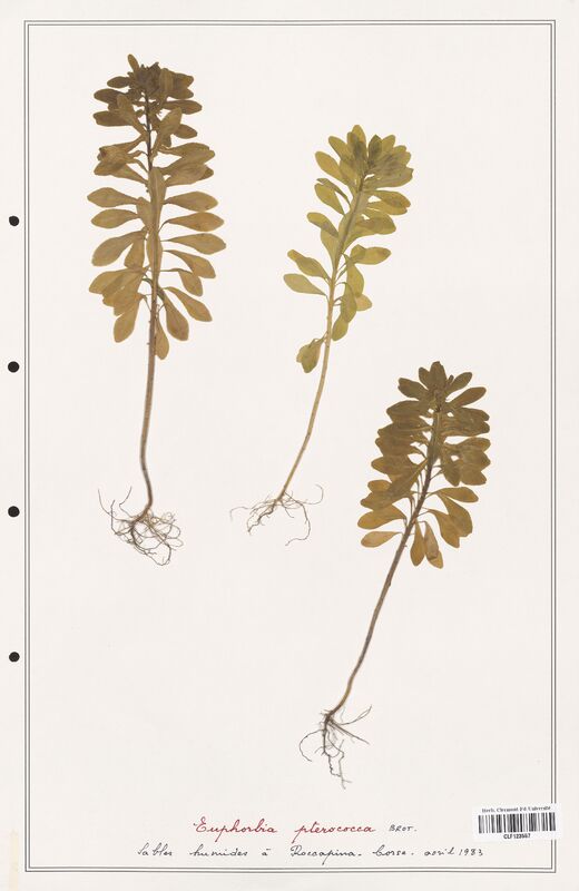 Euphorbia pterococca  (Euphorbiaceae)