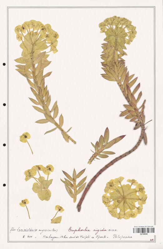 Euphorbia rigida  (Euphorbiaceae)