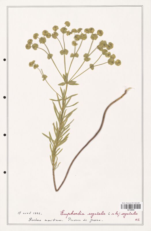 Euphorbia segetalis  (Euphorbiaceae)